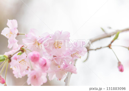 桜の花【品種:八重紅枝垂】 桜の花【品種:八重紅枝垂】 131883096