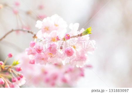 桜の花【品種：八重紅枝垂】 131883097