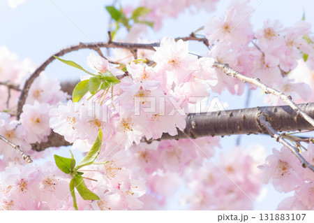 桜の花【品種:八重紅枝垂】 桜の花【品種:八重紅枝垂】 131883107