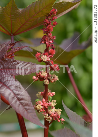 トウゴマの花 トウゴマの花 131883372