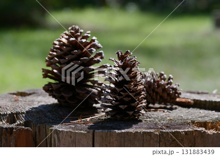 松ぼっくり 131883439