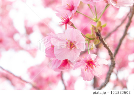 桜の花【品種：陽光】 131883602
