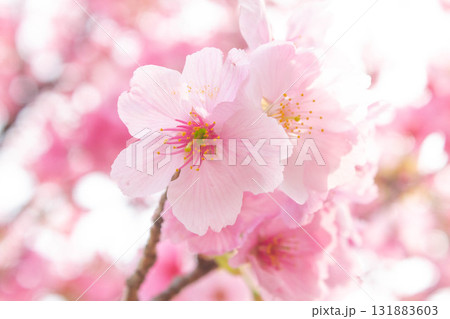 桜の花【品種:陽光】 桜の花【品種:陽光】 131883603