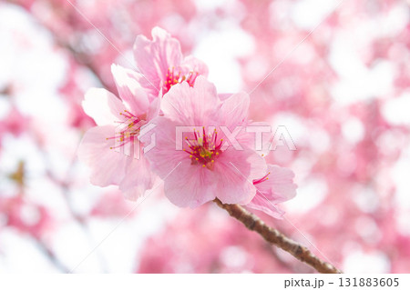 桜の花【品種:陽光】 桜の花【品種:陽光】 131883605