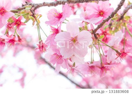 桜の花【品種:陽光】 桜の花【品種:陽光】 131883608