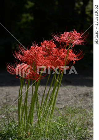 彼岸花 彼岸花 131883662