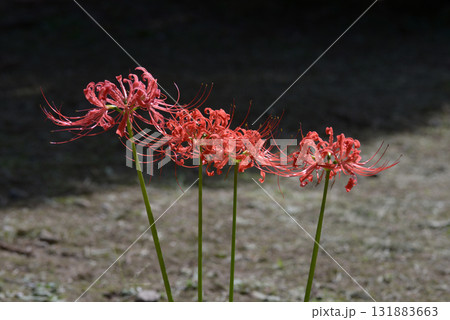 彼岸花 彼岸花 131883663