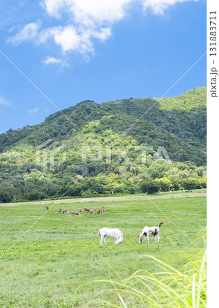 蒜山高原 白馬 夏景色 蒜山高原 白馬 夏景色 131883711