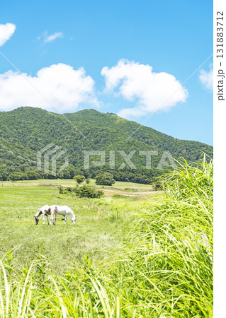 蒜山高原 白馬 夏景色 蒜山高原 白馬 夏景色 131883712