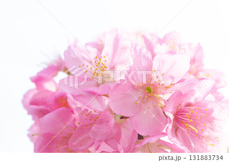桜の花【品種:横浜緋桜】 桜の花【品種:横浜緋桜】 131883734