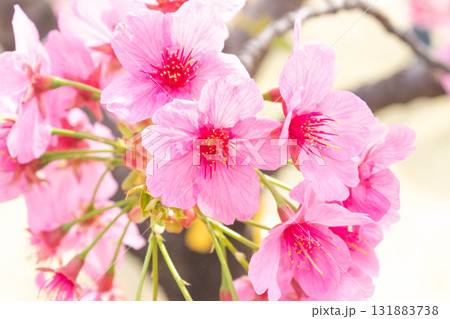 桜の花【品種:横浜緋桜】 桜の花【品種:横浜緋桜】 131883738