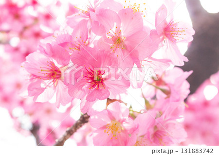 桜の花【品種：横浜緋桜】 131883742