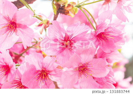 桜の花【品種：横浜緋桜】 131883744