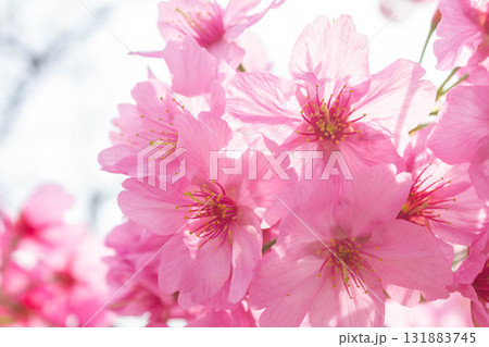 桜の花【品種:横浜緋桜】 桜の花【品種:横浜緋桜】 131883745