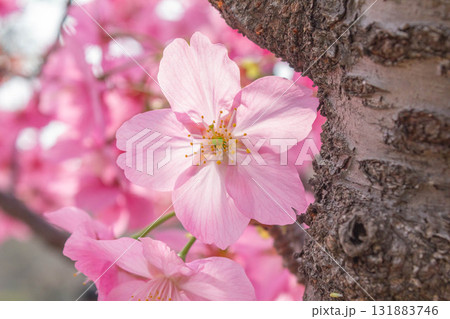 桜の花【品種:横浜緋桜】 桜の花【品種:横浜緋桜】 131883746