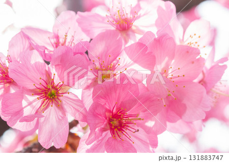 桜の花【品種：横浜緋桜】 131883747