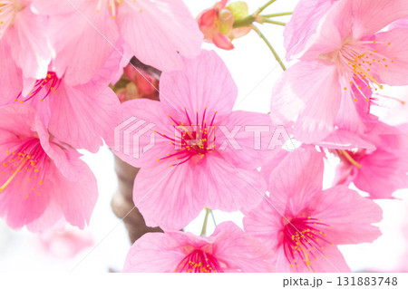 桜の花【品種:横浜緋桜】 桜の花【品種:横浜緋桜】 131883748