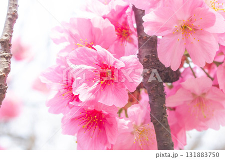 桜の花【品種：横浜緋桜】 131883750