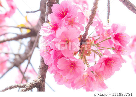 桜の花【品種：横浜緋桜】 131883751