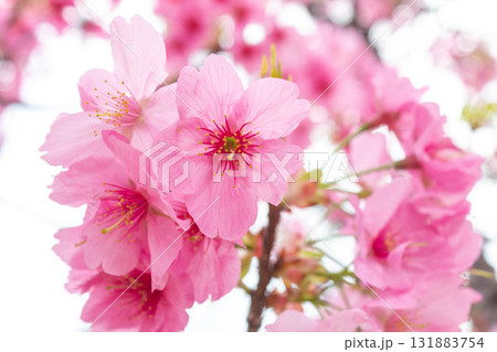 桜の花【品種：横浜緋桜】 131883754