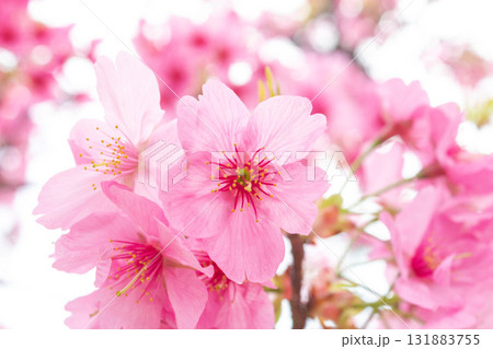 桜の花【品種：横浜緋桜】 131883755