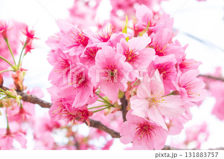 桜の花【品種：横浜緋桜】 131883757