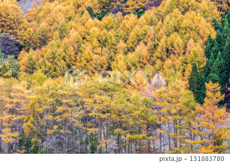 「岩手県」葛巻町の美しい秋風景 131883780