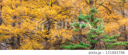「岩手県」葛巻町の美しい秋風景 131883786