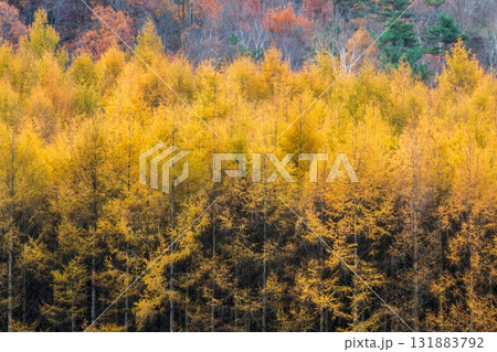 「岩手県」葛巻町の美しい秋風景 「岩手県」葛巻町の美しい秋風景 131883792