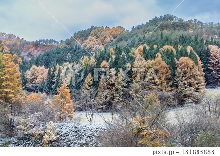 「岩手県」紅葉と積雪の風景　葛巻町 131883883