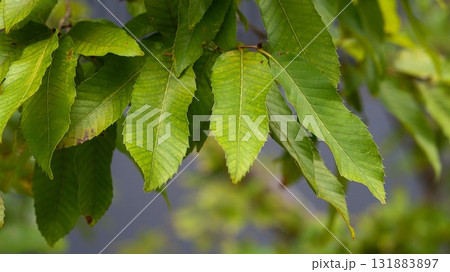 クヌギ　葉 131883897