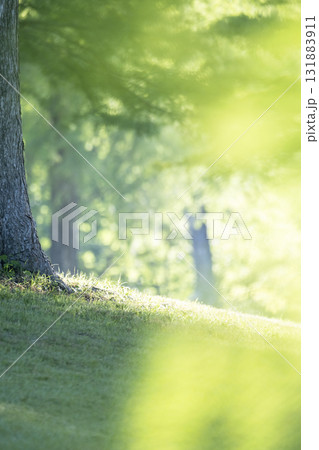 公園の新緑・爽やかな初夏の朝(蒜山高原) 公園の新緑・爽やかな初夏の朝(蒜山高原) 131883911