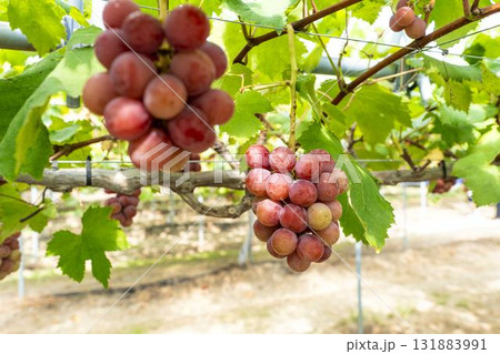 クイーンニーナのぶどう狩り　秋の味覚　宮城県仙台市 131883991
