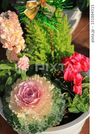 シクラメンと葉ボタンの寄せ植え　鉢植えのシクラメン　クリスマスフラワー 131884315