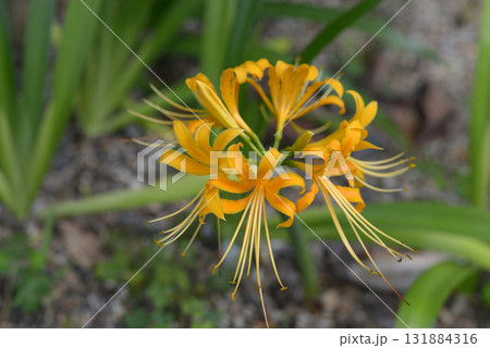 リコリス リコリス 131884316