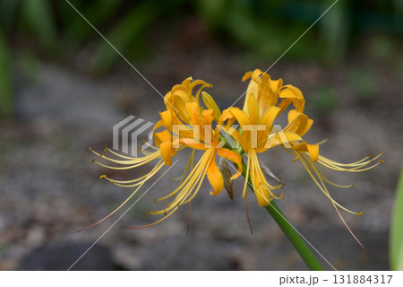 リコリス 131884317