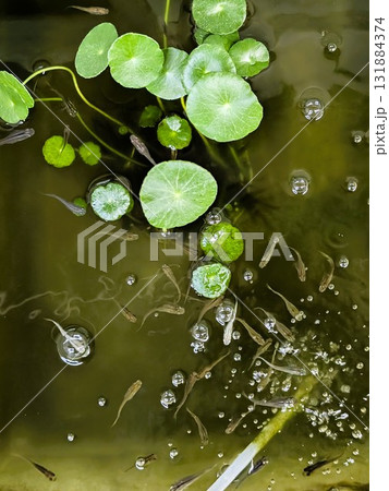 ベランダのメダカ水槽の様子 131884374