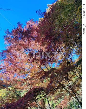 丹沢の紅葉 丹沢の紅葉 131884491