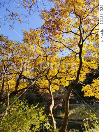 丹沢の紅葉 丹沢の紅葉 131884526