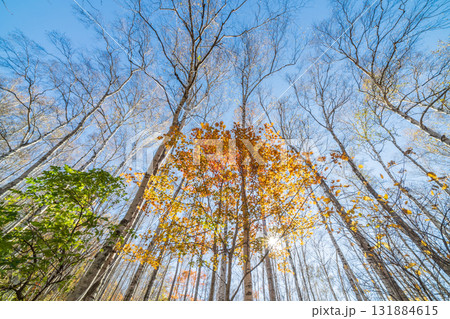 「岩手県」平庭高原の白樺美林と紅葉　秋 131884615