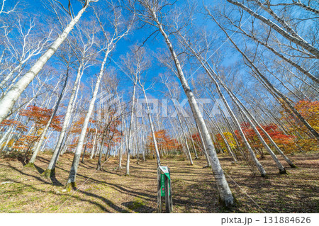 「岩手県」平庭高原の白樺美林と紅葉 秋 「岩手県」平庭高原の白樺美林と紅葉 秋 131884626