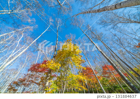 「岩手県」平庭高原の白樺美林と紅葉　秋 131884637