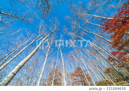 「岩手県」平庭高原の白樺美林と紅葉 秋 「岩手県」平庭高原の白樺美林と紅葉 秋 131884638