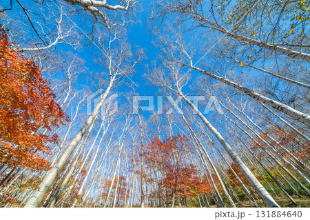 「岩手県」平庭高原の白樺美林と紅葉　秋 131884640