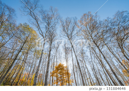 「岩手県」平庭高原の白樺美林と紅葉　秋 131884646