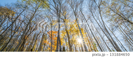 「岩手県」平庭高原の白樺美林と紅葉　秋 131884650