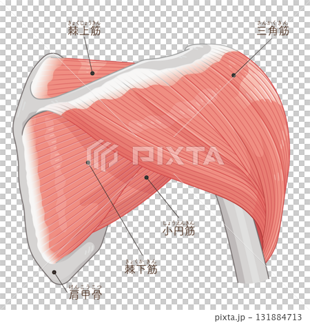 從後面看三角肌 131884713