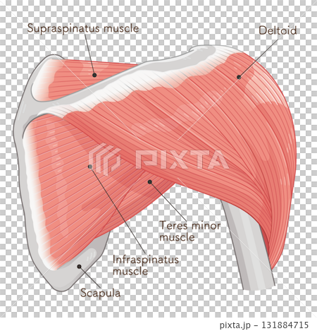 Deltoid muscle seen from the back Deltoid muscle seen from the back 131884715