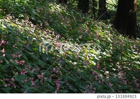斜面に咲く秋海棠 斜面に咲く秋海棠 131884923