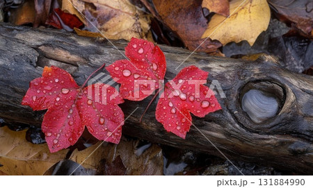 Red Maple Leaves with Water Drops on Old Log and Serene Natural Beauty 131884990